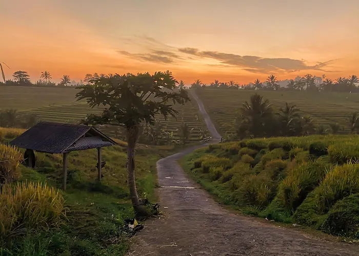 Bali Palms